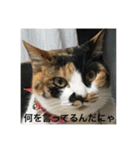 三毛猫ごぱん2（個別スタンプ：6）