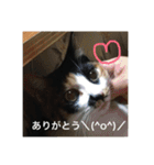 三毛猫ごぱん2（個別スタンプ：8）