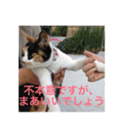 三毛猫ごぱん2（個別スタンプ：9）
