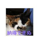 三毛猫ごぱん2（個別スタンプ：10）