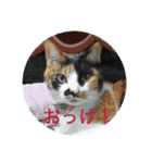 三毛猫ごぱん2（個別スタンプ：11）