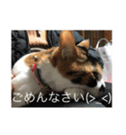 三毛猫ごぱん2（個別スタンプ：12）