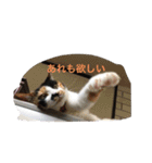 三毛猫ごぱん2（個別スタンプ：15）
