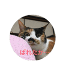 三毛猫ごぱん2（個別スタンプ：16）