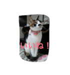 三毛猫ごぱん2（個別スタンプ：17）