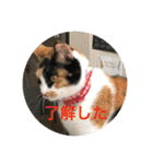 三毛猫ごぱん2（個別スタンプ：19）