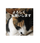 三毛猫ごぱん2（個別スタンプ：20）