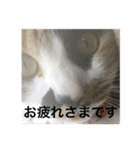 三毛猫ごぱん2（個別スタンプ：21）