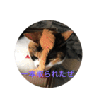 三毛猫ごぱん2（個別スタンプ：22）