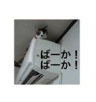 三毛猫ごぱん2（個別スタンプ：23）