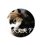 三毛猫ごぱん2（個別スタンプ：24）