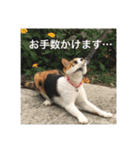 三毛猫ごぱん2（個別スタンプ：25）