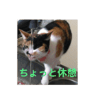 三毛猫ごぱん2（個別スタンプ：27）