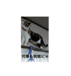 三毛猫ごぱん2（個別スタンプ：28）