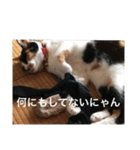 三毛猫ごぱん2（個別スタンプ：29）