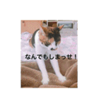三毛猫ごぱん2（個別スタンプ：30）