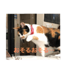 三毛猫ごぱん2（個別スタンプ：31）