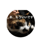三毛猫ごぱん2（個別スタンプ：32）