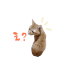 栢木Family stamp◎（個別スタンプ：12）