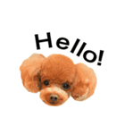 トイプーもこたん（個別スタンプ：1）