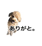 トイプーもこたん（個別スタンプ：2）