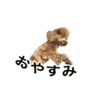 トイプーもこたん（個別スタンプ：4）