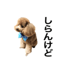 トイプーもこたん（個別スタンプ：7）