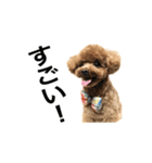 トイプーもこたん（個別スタンプ：8）