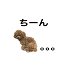 トイプーもこたん（個別スタンプ：10）