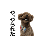 トイプーもこたん（個別スタンプ：11）