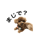 トイプーもこたん（個別スタンプ：12）