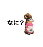 トイプーもこたん（個別スタンプ：13）