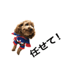 トイプーもこたん（個別スタンプ：15）