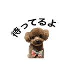 トイプーもこたん（個別スタンプ：16）