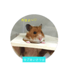 チーム ゴールデンハムスター（個別スタンプ：1）