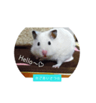 チーム ゴールデンハムスター（個別スタンプ：2）