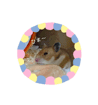 チーム ゴールデンハムスター（個別スタンプ：3）