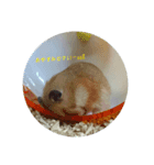 チーム ゴールデンハムスター（個別スタンプ：7）