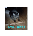 凛ファミリーのスタンプ（個別スタンプ：3）
