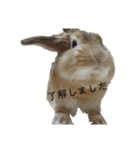へんてこうさぎへーはち2（個別スタンプ：1）