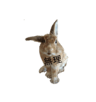 へんてこうさぎへーはち2（個別スタンプ：4）