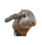 へんてこうさぎへーはち2（個別スタンプ：5）