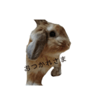 へんてこうさぎへーはち2（個別スタンプ：10）