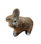 へんてこうさぎへーはち2（個別スタンプ：13）