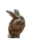 へんてこうさぎへーはち2（個別スタンプ：14）