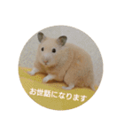 キンクマハムスターミモザのスタンプ2（個別スタンプ：38）