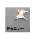 やまもとさんちの虎徹くん（個別スタンプ：4）