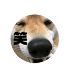 やまもとさんちの虎徹くん（個別スタンプ：5）