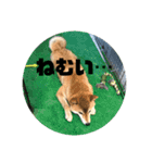 やまもとさんちの虎徹くん（個別スタンプ：6）