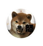 やまもとさんちの虎徹くん（個別スタンプ：7）